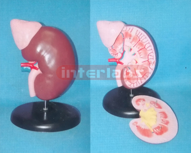 HUMAN BIG ENLARGED ANOTOMICAL KIDNEY MODEL WITH ADRENAL GLAND (2 PCS / SET)